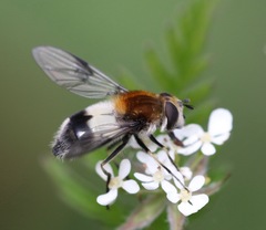 Leucozona lucorum
