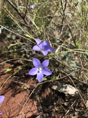 Wahlenbergia gracilis