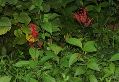 Odontonema cuspidatum