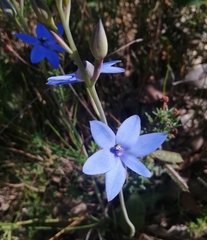 Thelymitra crinita
