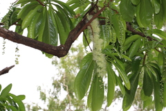 Barringtonia calyptrata
