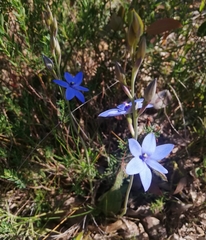 Thelymitra crinita