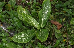 Dieffenbachia