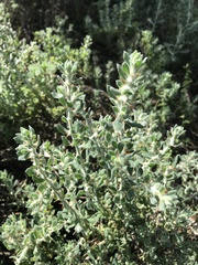 Sclerolaena birchii