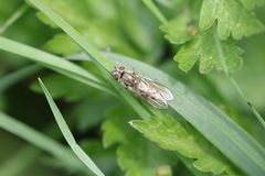 Platycheirus manicatus
