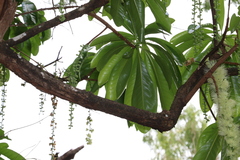 Barringtonia calyptrata