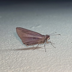 Carystoides cathaea