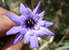 Catananche caerulea