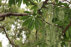 Barringtonia calyptrata