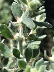 Sclerolaena birchii