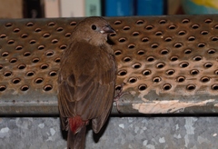 Lagonosticta senegala