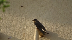 Ptyonoprogne fuligula