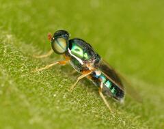 Microchrysa