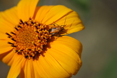 Neocapsus
