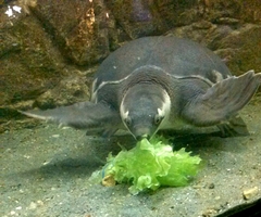 Carettochelys insculpta