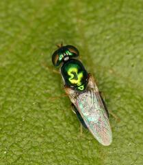 Microchrysa