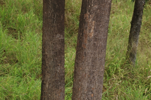 Image of Barringtonia calyptrata by (c) Greg Tasney, some rights reserved (CC BY-SA)