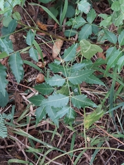 Azadirachta indica
