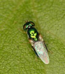 Microchrysa