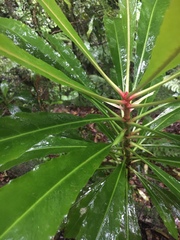 Anopterus macleayanus