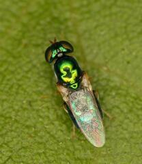 Microchrysa