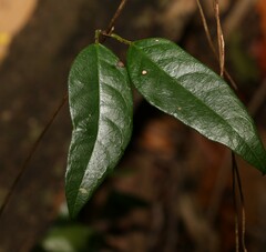 Ichnocarpus frutescens