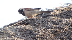 Passer melanurus melanurus