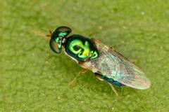 Microchrysa