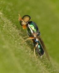 Microchrysa