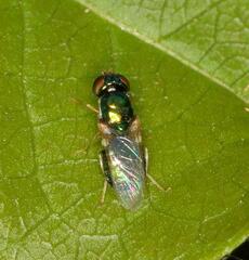Microchrysa