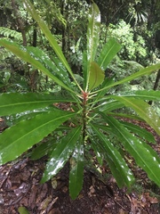 Anopterus macleayanus