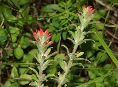 Castilleja arvensis arvensis