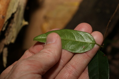 Ichnocarpus frutescens