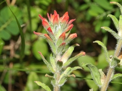 Castilleja arvensis arvensis