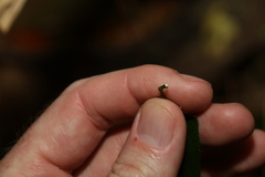 Ichnocarpus frutescens