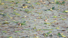 Hydrophasianus chirurgus