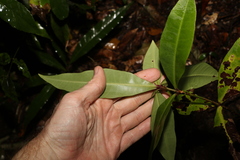 Myrsine subsessilis