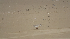 Charadrius marginatus