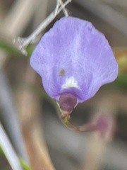 Utricularia lateriflora