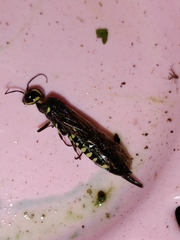 Xiphydria longicollis