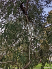 Eucalyptus sideroxylon