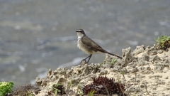 Motacilla capensis capensis