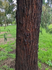 Eucalyptus sideroxylon