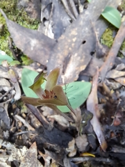 Chiloglottis triceratops