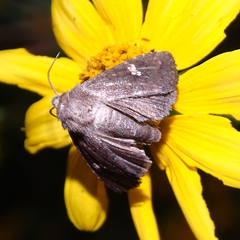 Papaipema nebris
