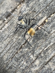 Polyrhachis ammon
