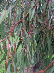 Eucalyptus sideroxylon