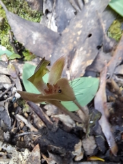 Chiloglottis triceratops
