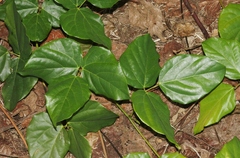 Canavalia cathartica