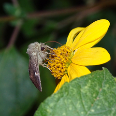 Papaipema nebris